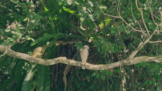 Crested goshawk perched on a branch in Taiwan forest