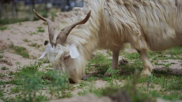 long haired goat grazing on green grass in field