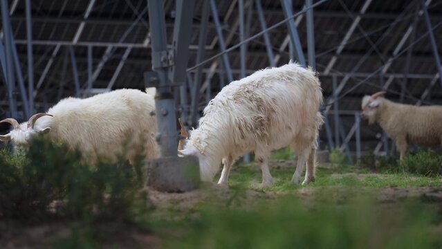 white goats grazing on grass inside metal fence structure