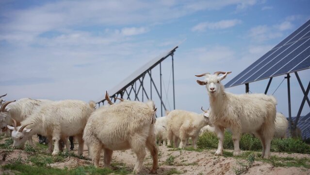 White goats grazing under solar panels in a field