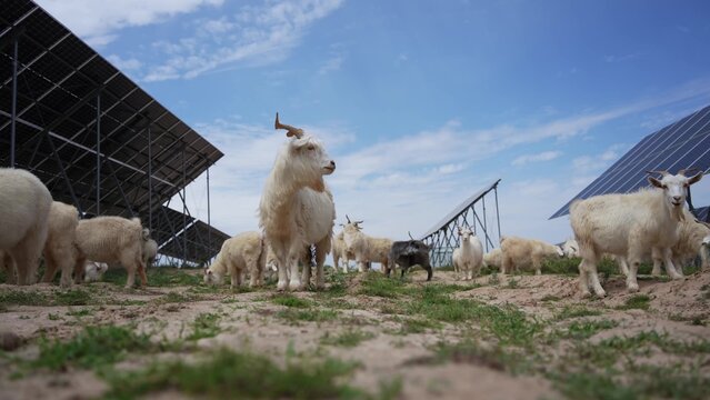white goats grazing under solar panels in the field