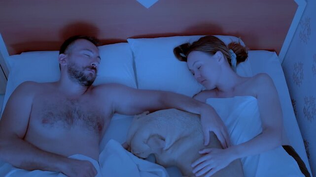 A video of a couple sleeping peacefully in a hotel bed at night with their eight year old female one eyed pitbull dog lying between them in a calm blue nocturnal atmosphere.