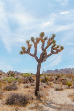 Joshua Tree against a blue desert sky and arid landscape