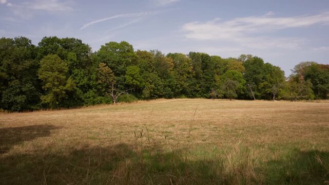 Static wide shot of dry summer meadow facing dense deciduous tree line under pale cloudy sky in daylight, Wildkatzenpfad, forest trail, Germany