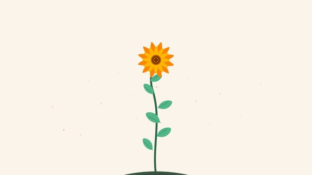 Growing sunflower blooming in vibrant yellow and green colors during motion graphics animation video footage sequence with clean white background lighting design elements