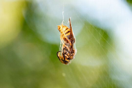 Hornet entangled by spider threads.