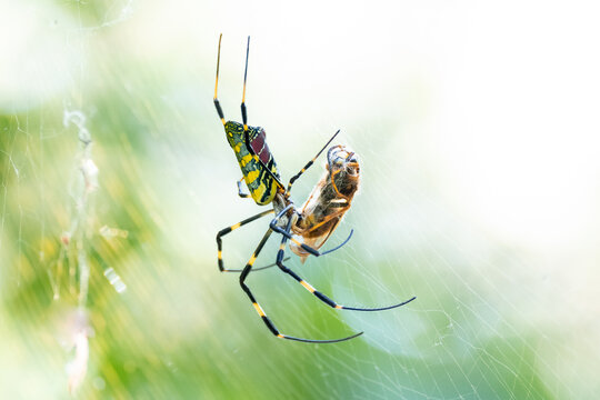 Joro spider capturing and feeding on a hornet by entangling it in silk.
