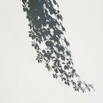 Leaf Shadow Overlay climbing vine leaves casting a trailing shadow, shadow overlay effect for photo and poster design, leaf shadow texture, sunlight background, digital design resource for 