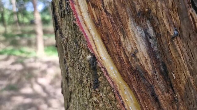 Close-up view of Phytophthora disease damage inside rubber tree bark, revealing infected vascular tissues and plant tissue deterioration for agricultural and scientific study.