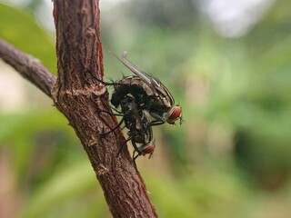 Close up of mating pair of flesh flies (Sarcophaga carnaria) on a tree branch. © ayoe's