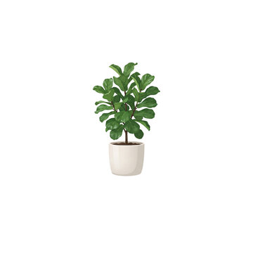 Potted fiddle leaf fig plant in white ceramic pot vector illustration isolated on white background