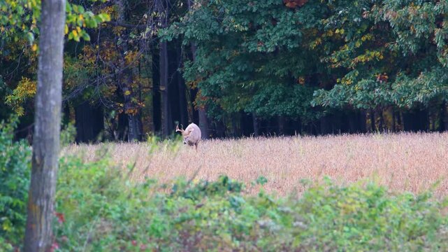 Whitetail buck walks into soybean field to feed in early fall