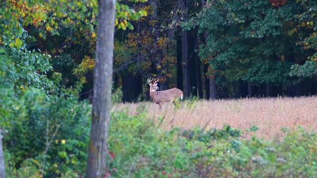 Whitetail buck and doe look behind them at soybean field edge