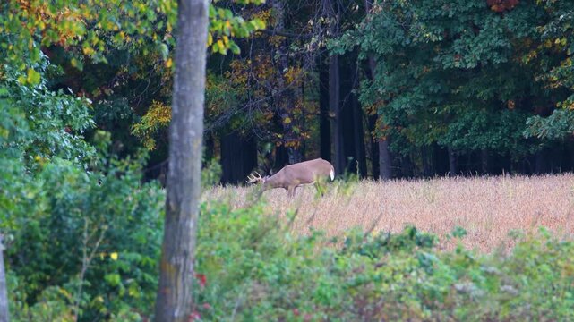 Whitetail buck lowers head to feed in soybean field in fall