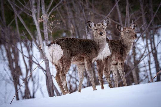 Two Ezo Sika Deer Does Standing in Snow near the Forest in Winter, Biei, Hokkaido, Japan