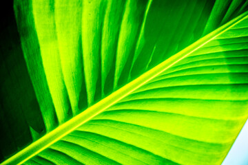 fresh green banana leaf background © PAKERTI