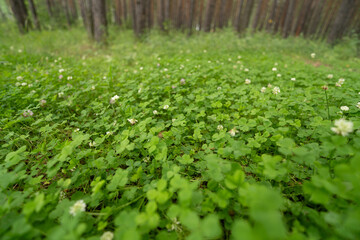 green grass in the forest © avtk