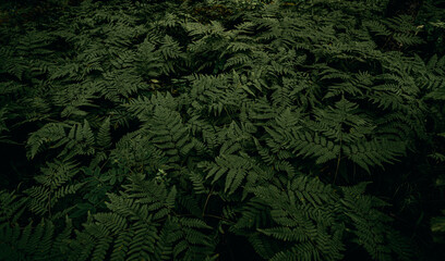 green fern background © avtk