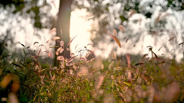 Backlit Wild Foxtail Grass Swaying in a Golden Sunset Meadow
