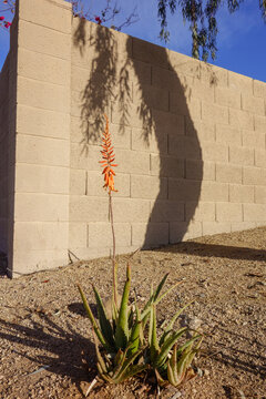 Flowering Agave Vera in xeriscaped roadside with a wide bended shadow of tree trunk over the block fence commonly found in Phoenix, Arizona