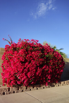 Ornamental shrub of crimson red Bougainvillea in xeriscaped residential street roadside , Phoenix, Arizona