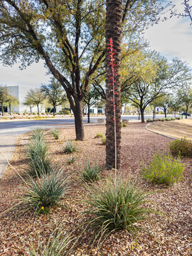 Single flowering stem of Red Yucca (Hesperaloe parviflora) against tree trunk, xeriscaping in Phoenix, Arizona