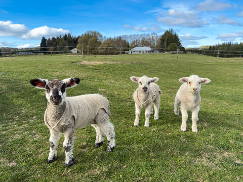 Triplet spring lambs, New Zealand, wearing felted recycled wool jackets. Coats protect against hypothermia, providing energy conservation for higher growth rate. Suffolk - Romney cross-breed.