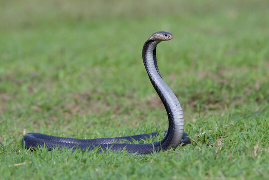Javan Spitting Cobra (Naja sputatrix) Rearing Up in Defensive Hood Stance