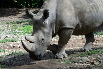 White Rhinoceros (Ceratotherium simum) Walking Forward in Natural Environment © DS light photography