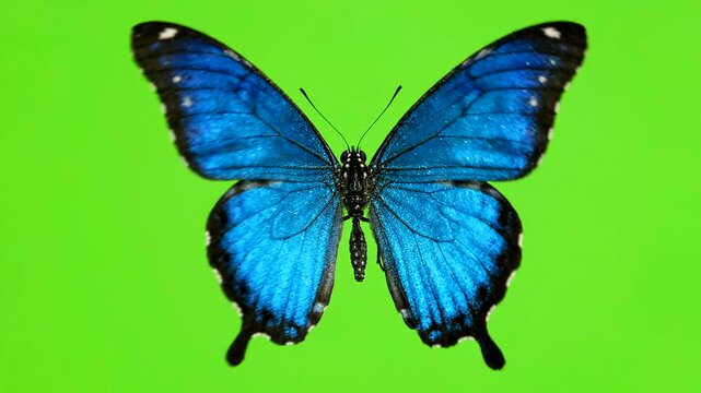 butterfly on green  background