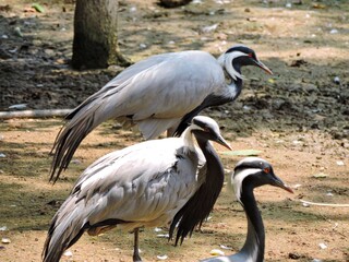 Obraz premium Close-up of Demoiselle Cranes Showcasing Elegant Plumage and Red Eyes