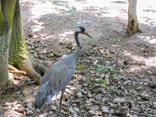 Obraz premium Eurasian Crane bird walking by tree roots in a sunny outdoor environment.