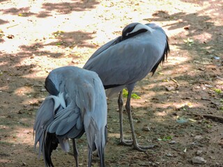 Obraz premium Elegant Pair of Demoiselle Cranes Grooming Themselves, Full Body Profile