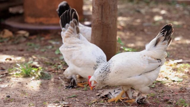 White Chickens Pecking for Food on the Ground in a Garden