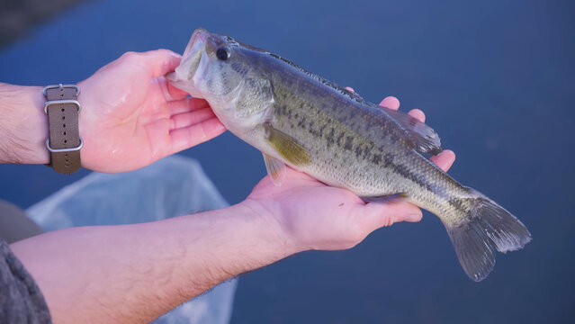 Fishing enthusiast holding a largemouth bass fish in hands outdoors