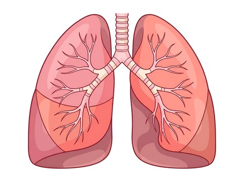 Human Lungs Anatomy Illustration With Bronchi Trachea and Airways Medical Respiratory System