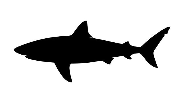 Black shark silhouette profile isolated on white background.