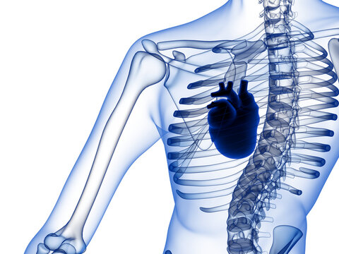 Human heart inside transparent skeleton ribcage 3d graphic render