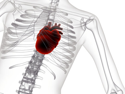 3D render of a glowing red human heart inside a transparent ribcage