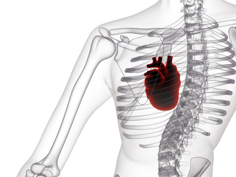 3D render graphic of human heart inside translucent skeletal torso