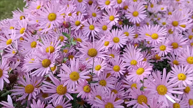 Abundant pink autumn aster flowers blooming in garden, floral botany background and nature aesthetic concept horizontal.