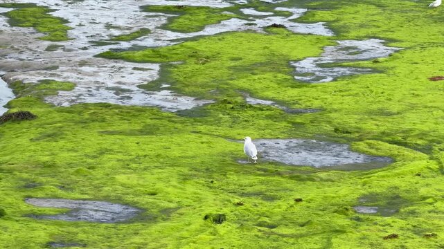 Seagull standing on green seaweed-covered mudflat in Gosport, England