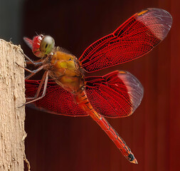 Red Dragonfly Perched on a Wall or Wood, Detailed Insect in Macro Close Up © OKay