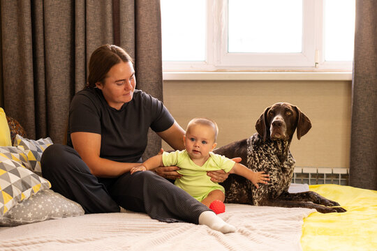 Baby Boy Reaches Toward German Shorthaired Pointer at Home