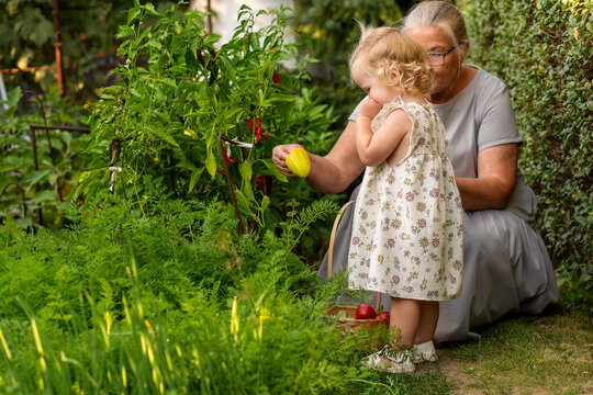Grandmother Giving Yellow Bell Pepper To Little Granddaughter