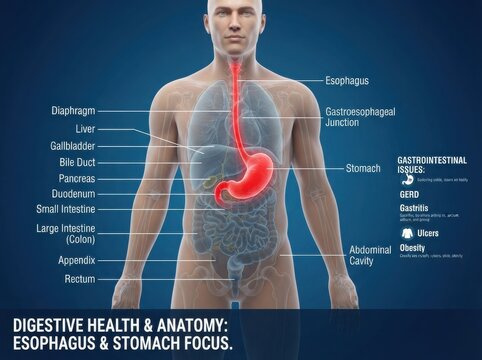 Human digestive system anatomy chart with stomach focus illustration