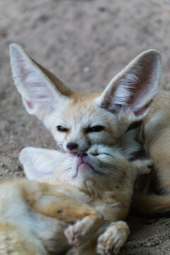 The bat-eared fox that uses a colleague's head as a pillow