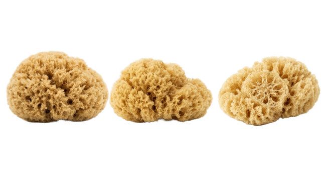 Natural sea sponges isolated on black background