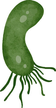 Illustration of a green motile bacterium with flagella