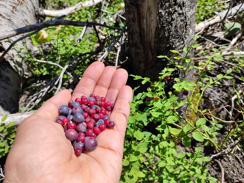 Huckleberries